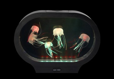 Aquarium ovale à méduses