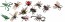 les insectes